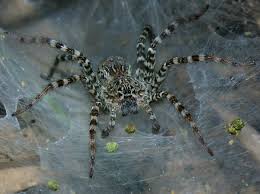 Minimum duration of acute pain from the bites of wolf spiders is around ten minutes. Vietnamese Spiders Spider Funnel Web Spider Poisonous Spiders