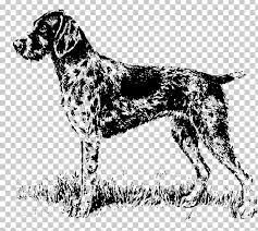 The body is longer than it is tall, and the tail is of medium length. Old Danish Pointer Small Munsterlander Auvergne Pointer Dog Breed Hunting Dog Png Clipart Black And White