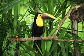 Rainforest Habitat WebQuest