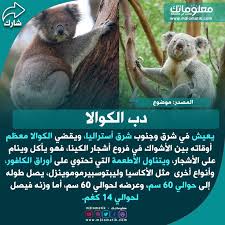 دب الكوالا koala koala bear animals