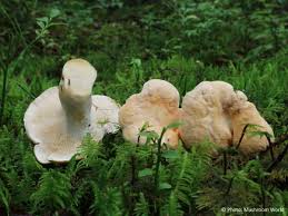 Image result for Hylodesmum repandum