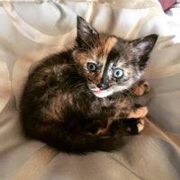 Maybe you would like to learn more about one of these? Kc Pet Project Petco Pet Adoption Center Overland Park Ks