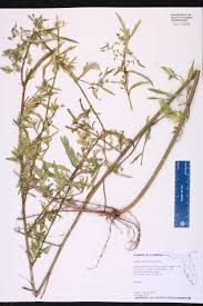 Image result for Aeschynomene americana