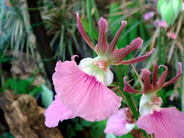 Image result for Eulophia guineensis