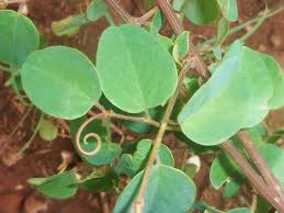 Image result for Helinus