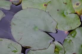 Image result for Nymphaea cf. mexicana