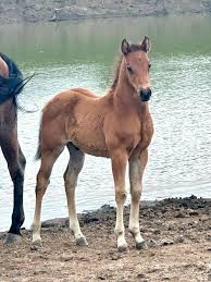 Image result for tbn:tVj6rqcH-AQR9M::www.pregonagropecuario.com.ar/images/caballo_overo.jpg