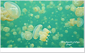 Click here to inquire about this domain. å¸›ç‰ Day2 æœ€å…·ç‰¹è‰²çš„æµ®æ½›æ™¯é»ž æ°´æ¯æ¹– ç‰›å¥¶æ¹– å¤§æ–·å±¤ é¯Šé­šåŸŽ Pengu Travel