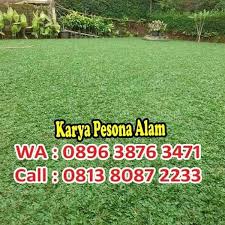 Memilih tanaman ini menjadi pilihan yang bijak, karena rumput gajah tak hanya menutupi spot tanah kosong, namun juga warnanya yang hijau membuat mata melek, tinggi tak seberapa dan. Jual Big Sale Rumput Gajah Mini Jual Rumput Gajah Mini Di Lapak Atekita Olshop Bukalapak