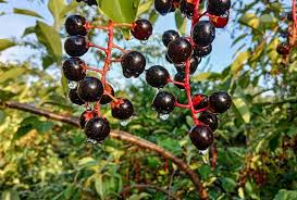 Image result for Prunus serotina