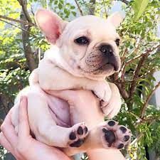 They've had health checks and vaccinations. White French Bulldog Puppy In The Palm Of A Humans Hand White French Bulldog Puppies Bulldog Puppies French Bulldog Puppies