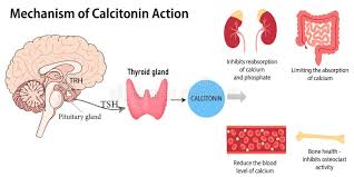 Image result for Calcitonin