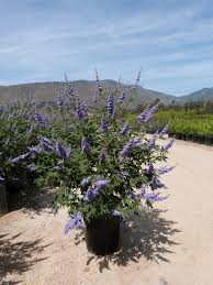 Image result for Vitex franceseana