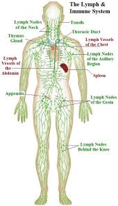June S 30 Day Challenge Rebounding Lymphatic System Lymphatic Lymph System