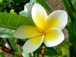 Pin By Samorrck On If I Had A Garden Hawaiian Lei Flower Frangipani Hawaiian Lei
