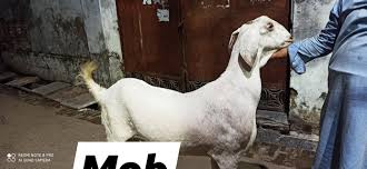 Get best price and read about company. Beautiful Sojat Bakra For Sale Only Ismail Allahbadi Goats Farm And Sales Facebook