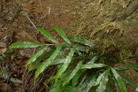 Image result for Lomariopsis warneckei