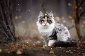 Winter Is Coming In 2020 Katzenjunges Katzen Fotos Warrior Cats