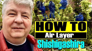 Air layering a Chinese Privet from the Workshop with Nigel Saunders at  Tropical Expressions