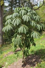 Image result for Heptapleurum