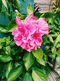 Beautiful Flower From Our Church Garden Photography Philippines Filipinas Pilipinas Beautiful Flowers Flowers Photography