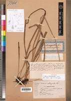 Image result for Vittaria guineensis