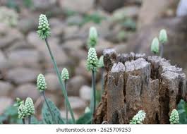 Image result for Drimiopsis botryoides