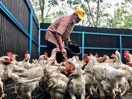 Inilah peternakan ayam kampung asli yang jumlanya mencapai puluhan ribu ekor ayam kaget liat peternakan ayam kampung asli yang jumlahnya sangat banyak. Ternak Ayam Kampung Di Kebun Getah Utusan Digital