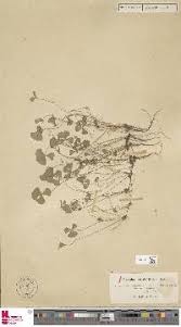 Image result for Marsilea burchellii