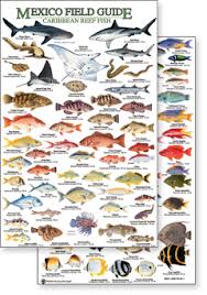 50 Studious Caribbean Fish Chart
