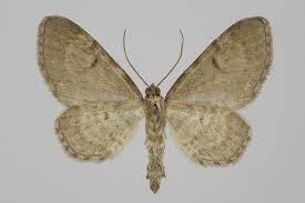 Image result for Eupithecia actaeata