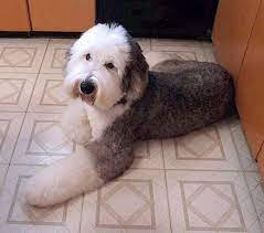 Old english sheepdogs have that double coat which makes their shaggy fur all the more fluffy and thick. Scissor Trimming An Old English Sheepdog S Feet Old English Sheepdog English Sheep Dog Old English Sheepdog Grooming
