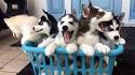 121 Husky Names – Choose The Perfect Name For Your Husky ...