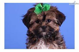 Bella Adorable Female Shorkie Shorkie Puppies Shorkie Puppies For Sale Puppy Time