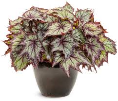 Image result for Begonia nyassensis