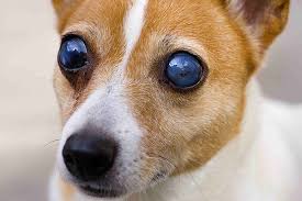Being blind or visually impaired doesn't mean you automatically lose the independence of getting to and from places whenever you please. Blindness In Dogs Signs Causes Diagnosis Treatment Recovery Management Cost