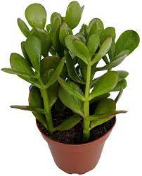 Check spelling or type a new query. Amazon Com Sunset Jade Plant Crassula Easy To Grow House Plant 4 Pot Flowering Plants Patio Lawn Garden