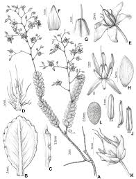 Image result for Sauvagesia