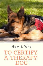 Also, if you want to register as a therapy dog, your dog should earn the akc therapy dog title. How Why To Certify A Therapy Dog Therapy Dogs Dogs Therapy