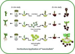 The rooting hormones are a mixture of plant hormones that can stimulate plant cutting growth. Nanobiotechnology Approach Using Plant Rooting Hormone Synthesized Silver Nanoparticle As Nanobullets For The Dynamic Applications In Horticulture An In Vitro And Ex Vitro Study Sciencedirect