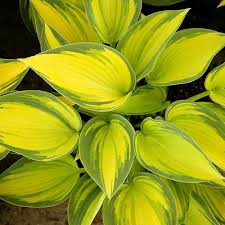 Funkien Hosta Pflegeleichte Und Imposante Staude Funkien Blattpflanzen Hosta Garten
