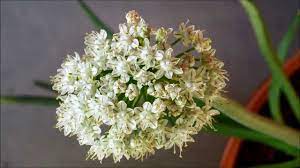 Harvest your onion when it forms flowers. Growing Yellow Onion From Bulbs Days 146 160 Youtube