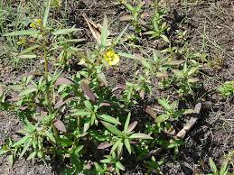 Image result for Ludwigia octovalvis