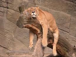 Community Post Have You Ever Been This Tired Sleeping Animals Funny Animal Pictures Sleepy Animals