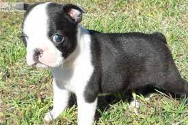 Selling pet quality boston terriers for the love of the breed. Find Boston Terrier Puppies For Sale In Mn Petsidi