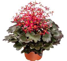 Image result for Galiniera saxifraga