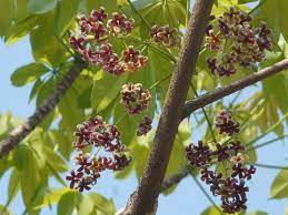 Sterculia Foetida Growing Vegetables Florida Plants Tree