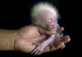 25 Perfectly Hand Sized Baby Animals Newborn Animals Weird Animals Cute Baby Animals