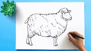 Pencil drawing remastered in adobe photoshop. How To Draw A Sheep Easy Step By Step Youtube