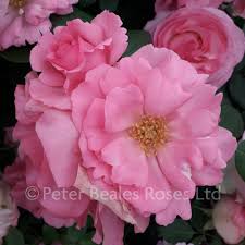 County and state listings of businesses involved in garden supplies and. Bantry Bay Climbing Rose Peter Beales Roses The World Leaders In Shrub Climbing Rambling And Standard Classic Roses